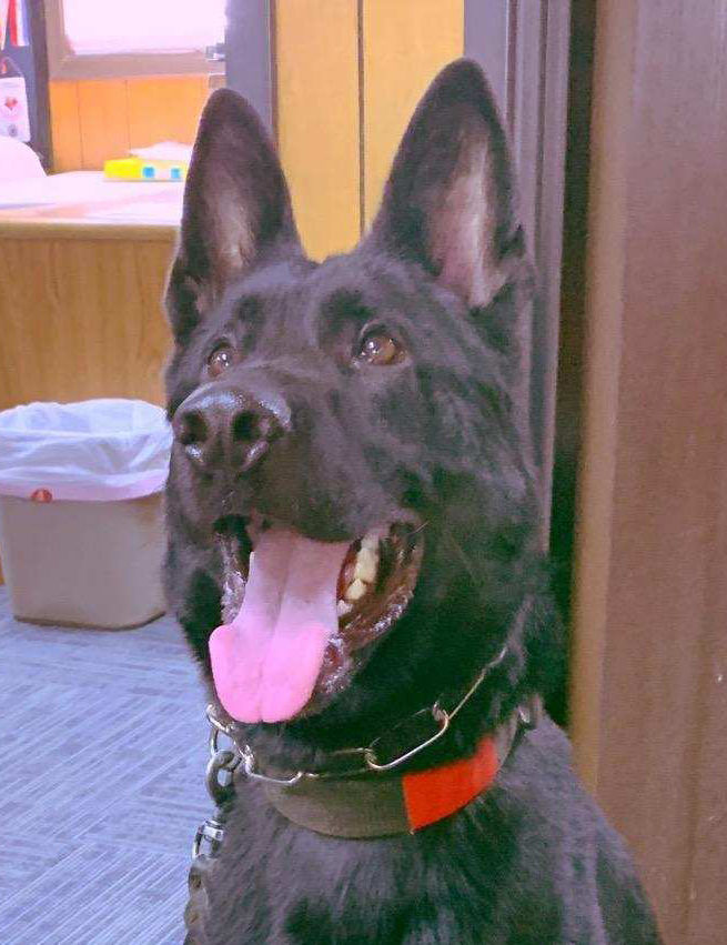 Perro policía